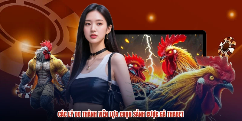 Các lý do thành viên lựa chọn sảnh cược gà THABET
