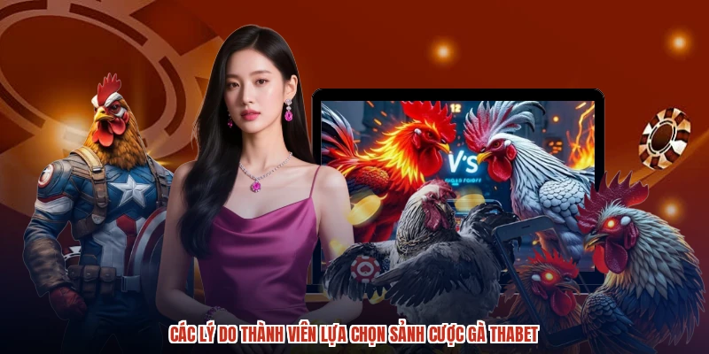 Các lý do thành viên lựa chọn sảnh cược gà THABET Các lý do thành viên lựa chọn sảnh cược gà THABET