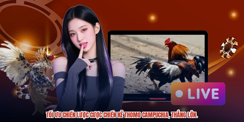 Tối ưu chiến lược cược chiến kê thomo Campuchia, thắng lớn. Tối ưu chiến lược cược chiến kê thomo Campuchia, thắng lớn.
