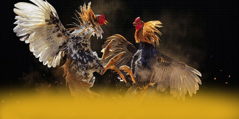 So sánh của BET88 so với các nhà cái khác So sánh của BET88 so với các nhà cái khác